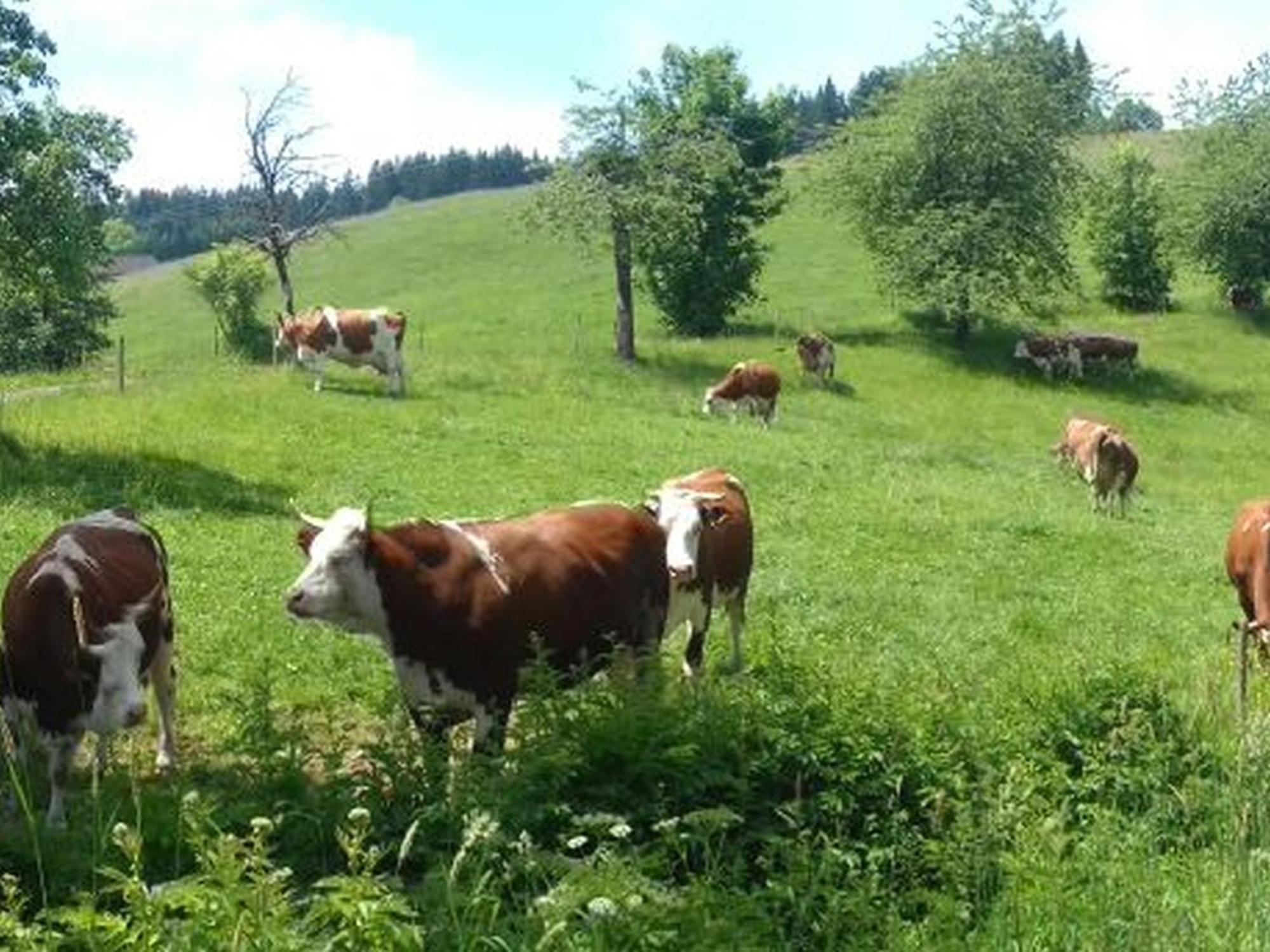 Farm stay Biobetrieb Lippenhof Breitnau