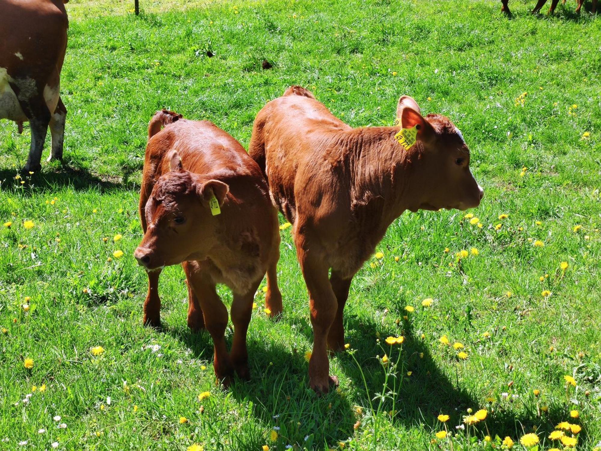 Farm stay Biobetrieb Lippenhof