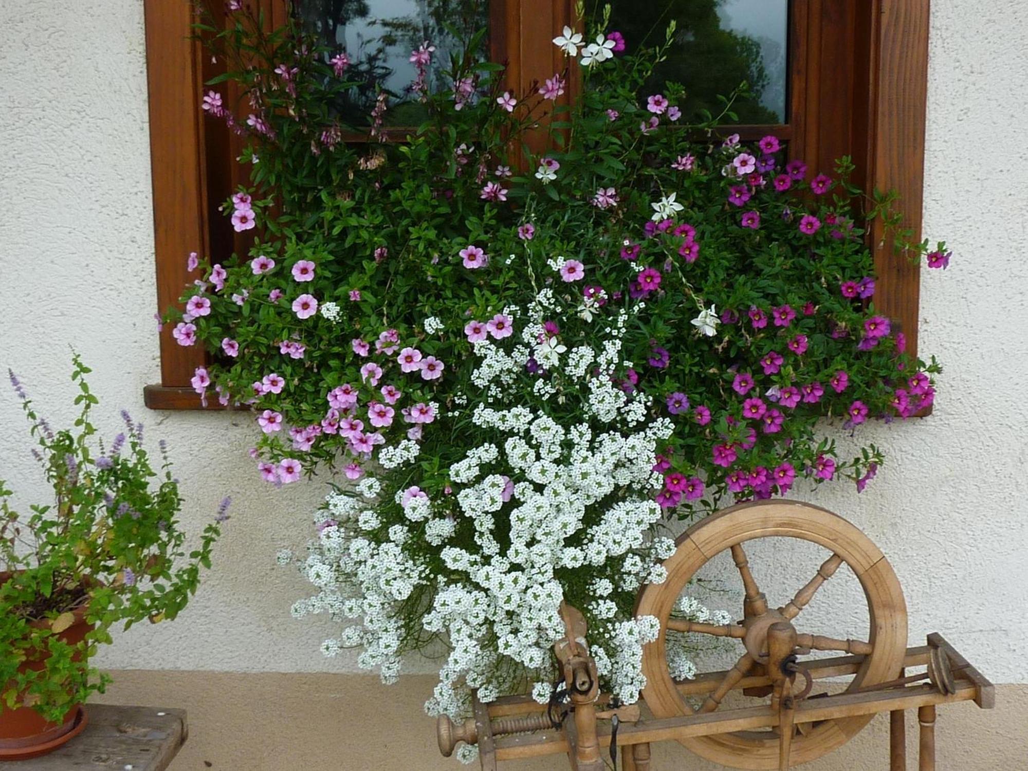 Biobetrieb Lippenhof Farm stay *
