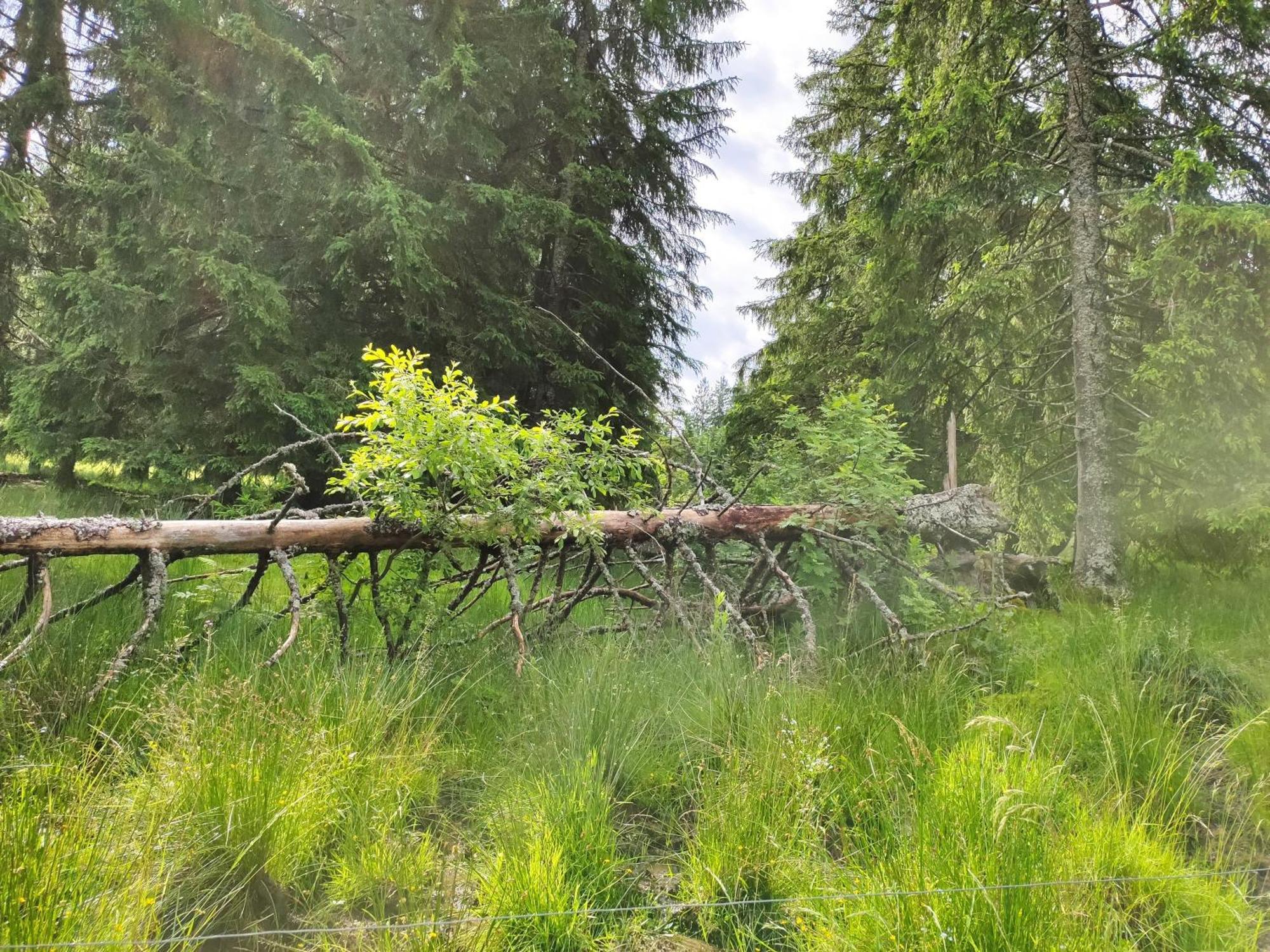 Biobetrieb Lippenhof Breitnau